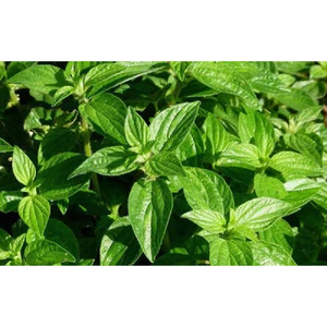 Cây Bọ Mắm khô thượng hạng Jindo gói 1kg hỗ trợ giảm đau sưng mũi, ho, đau họng