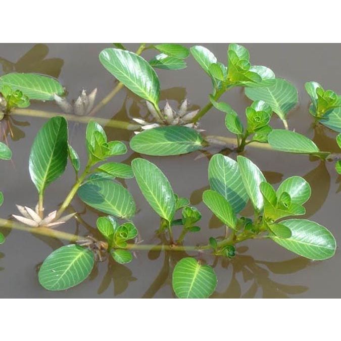 Rau Dừa Nước khô thượng hạng Jindo 1kg tốt cho sức khỏe.