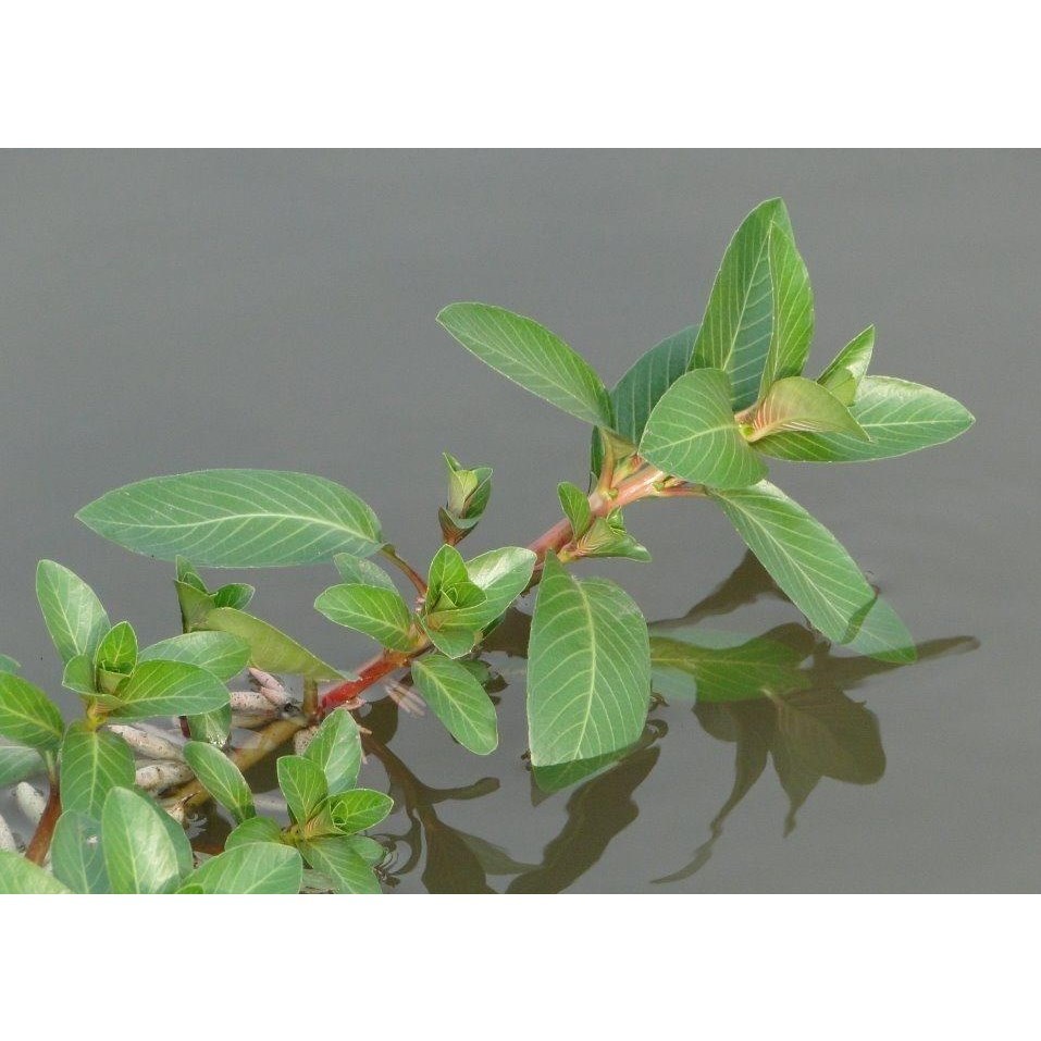 Rau Dừa Nước khô thượng hạng Jindo 1kg tốt cho sức khỏe.