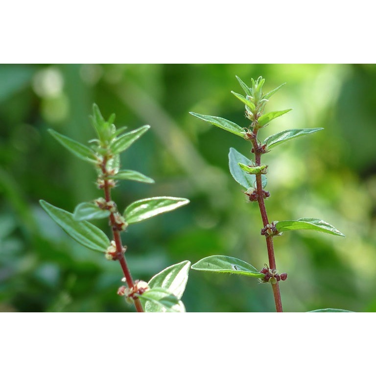 Cây Bọ Mắm khô thượng hạng Jindo gói 1kg hỗ trợ giảm đau sưng mũi, ho, đau họng