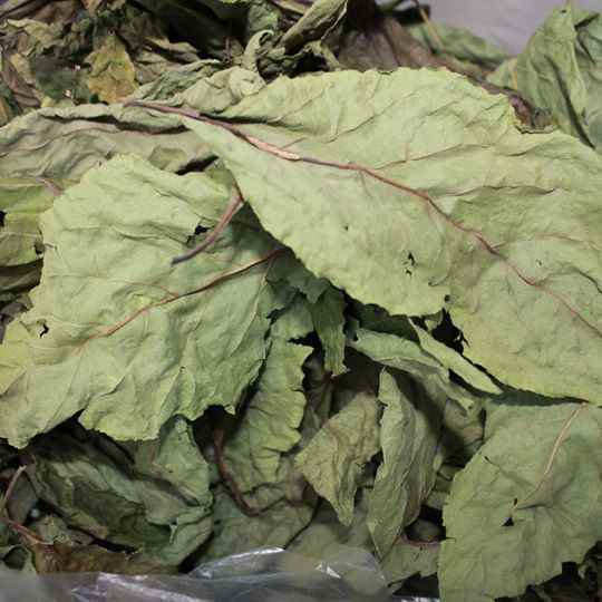 Tang Diệp (Lá cây Dâu) khô thượng hạng 1kg chính hãng Jindo tác dụng tốt cho sức khỏe