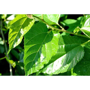 Tang Diệp (Lá cây Dâu) khô thượng hạng 1kg chính hãng Jindo tác dụng tốt cho sức khỏe