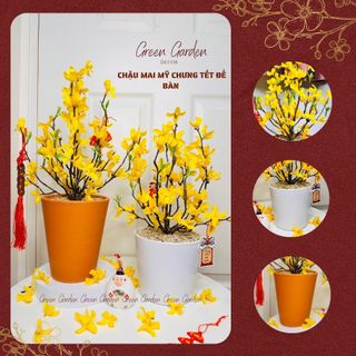 Chậu Mai Mỹ Trang Trí Tết 40cm Kèm Thẻ Treo – Decor Bàn Làm Việc, Kệ Tủ | Green Garden Decor