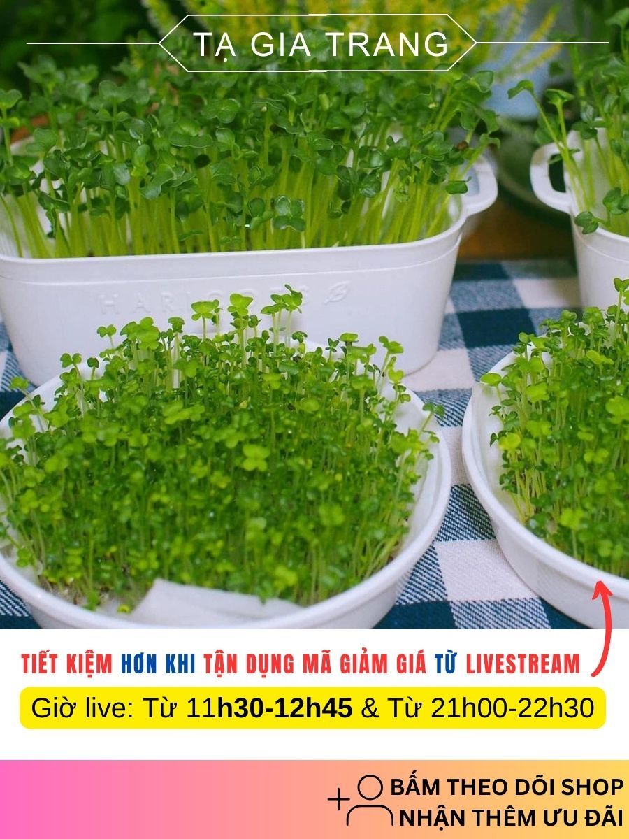 Hạt giống rau mầm đậu xanh (giá đỗ) | Shopee Việt Nam