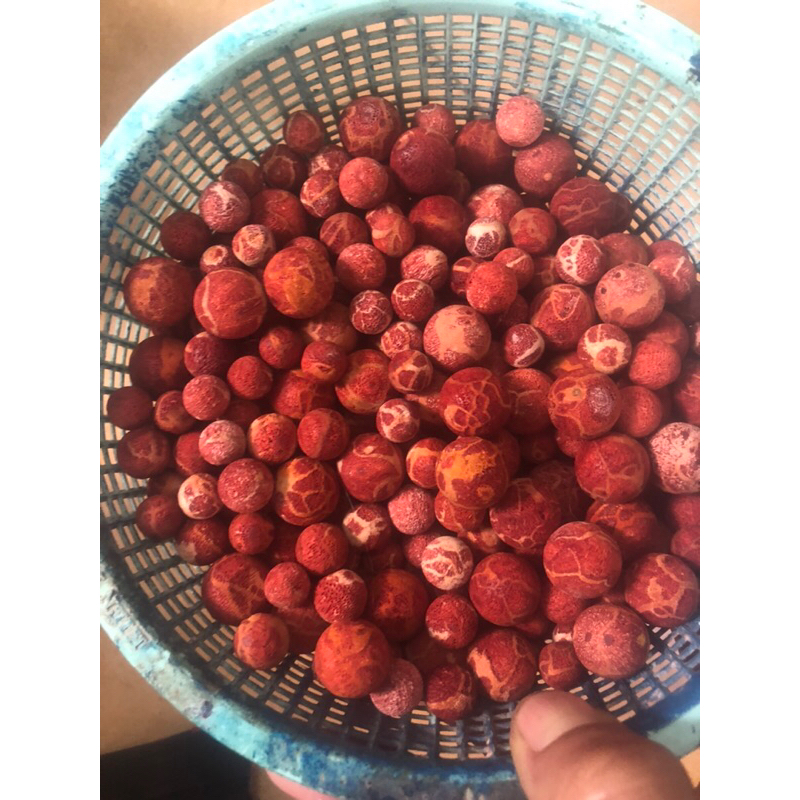 hạt san hô đỏ mộc mix vòng đủ size