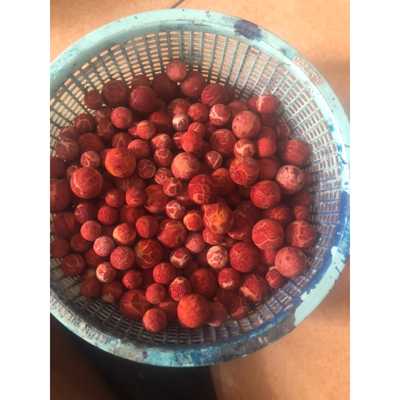 hạt san hô đỏ mộc mix vòng đủ size