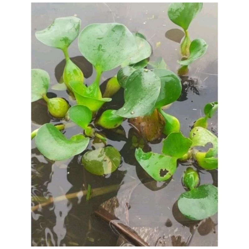 Hạt và Cây rau mác thủy canh | Shopee Việt Nam