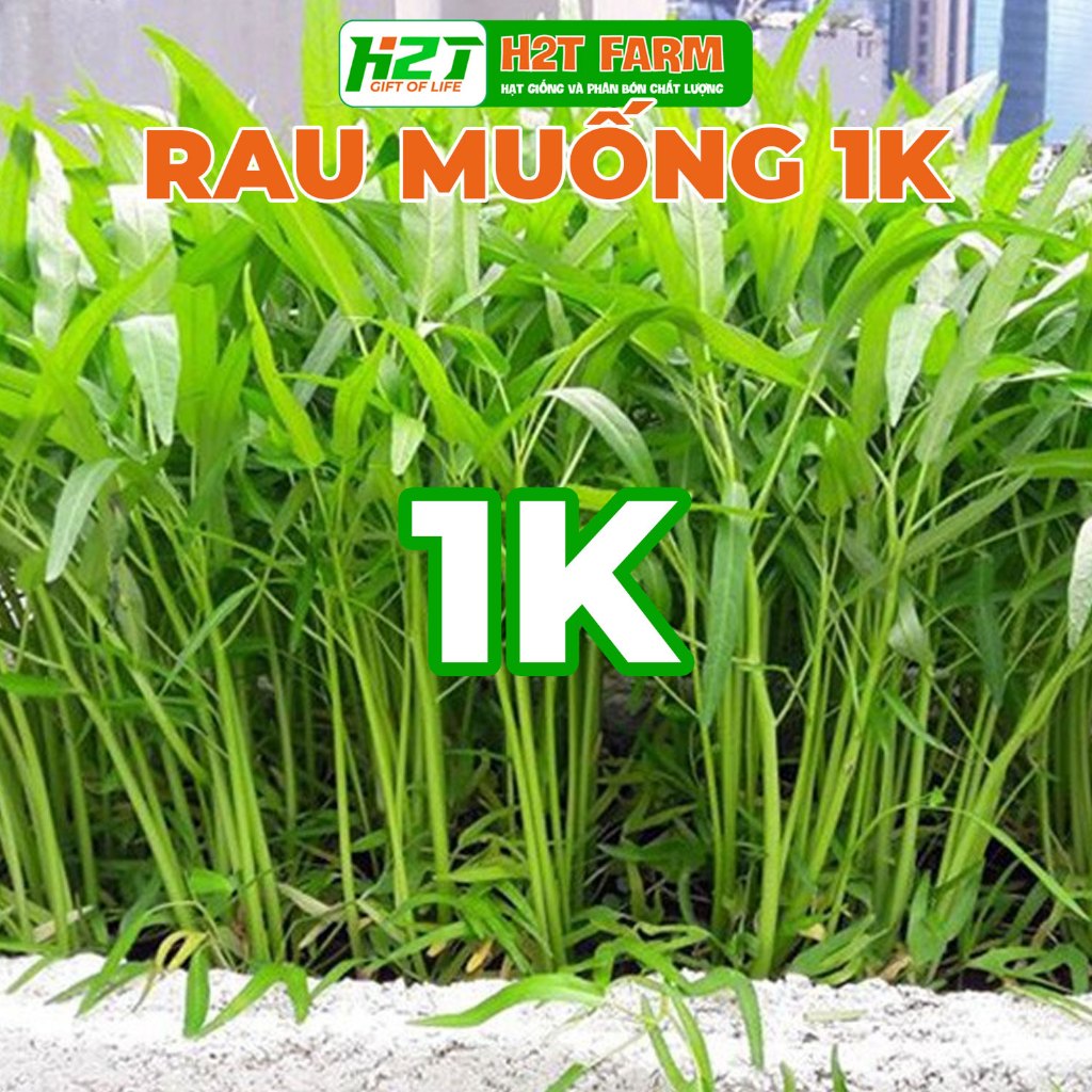 [DEAL 1K] 5g Hạt giống rau muống lá tre 5gr (gói chiết nhỏ) - h2t farm ...
