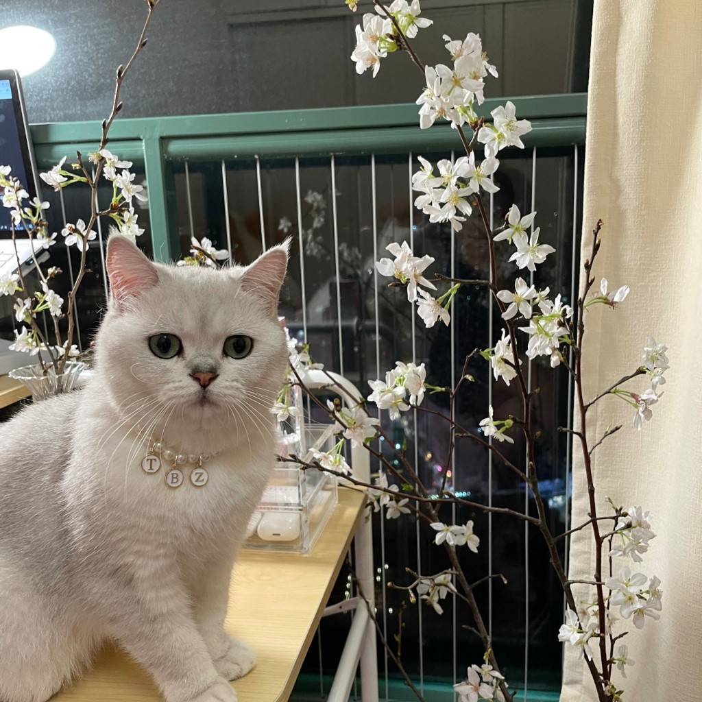 Vòng Cổ Dây Ngọc Kèm Chữ Cho Cún Mèo Theo Yêu Cầu