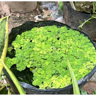 bèo rể đỏ thủy sinh 10cây tặng 1