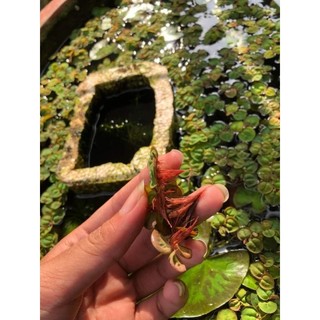 bèo rể đỏ thủy sinh 10cây tặng 1