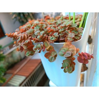 bèo rể đỏ thủy sinh 10cây tặng 1