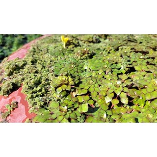 bèo hoa dâu 100g