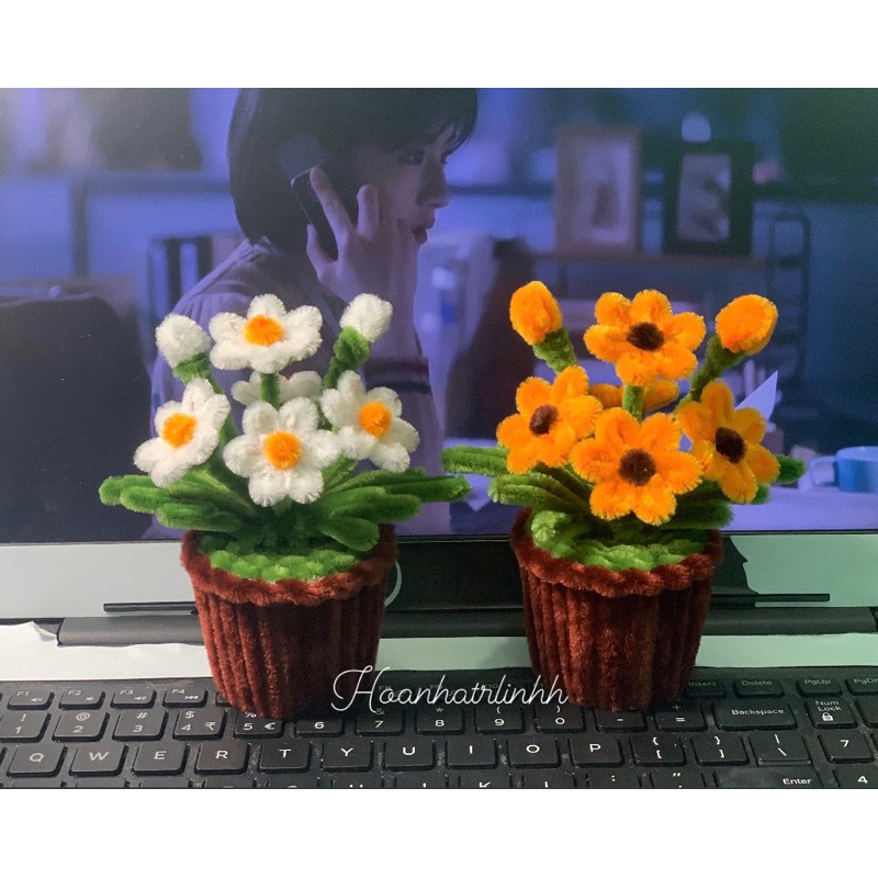 Chậu Hoa Cúc Hoạ Mi mini kẽm nhung [Ảnh thật] | Shopee Việt Nam