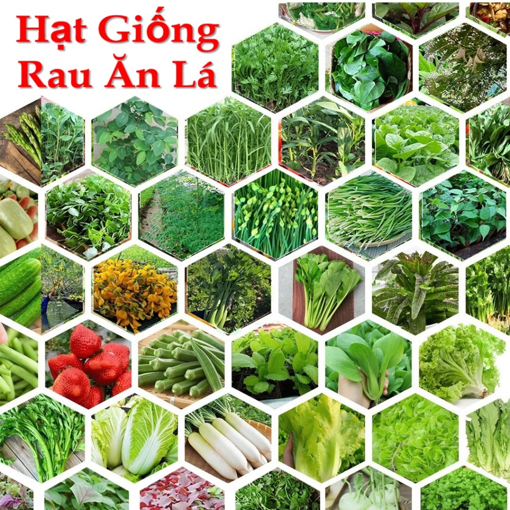 Hạt Giống Rau Ăn Lá Trồng Quanh Năm, Nảy Mầm Tốt, Dễ Trồng, Hạt Giống ...