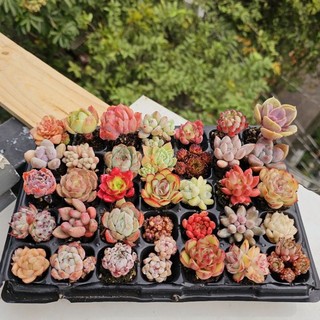 Sen đá mini kèm chậu đất nung size 3-4cm, thích hợp làm sự kiện và quà tặng, sẵn tại vườn Mầm Nắng Garden lỗi 1 đền 1