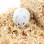 Mùn Cưa Gỗ Thông Thơm 1kg Lót Chuồng Hamster, Thỏ, Chinchilla, Nhím, Bò Sát - TC Home