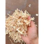 Mùn Cưa Gỗ Thông Thơm 1kg Lót Chuồng Hamster, Thỏ, Chinchilla, Nhím, Bò Sát - TC Home