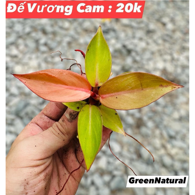 Đế Vương Cam setup tiểu cảnh, bán cạn, terrarium