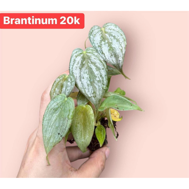 Brantinum mini trang trí terarium,bán cạn,terrarium