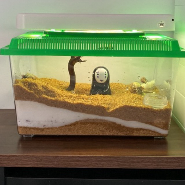 Combo HỘP TRONG MICA 27cm nuôi ốc mượn hồn, ốc rụt rè, dã tràng, cua ẩn ...