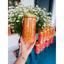 Nấm đông trùng hạ thảo Hoài Anh khô sấy thăng hoa (50gr)Gãy - Nuôi trồng 100% Organic