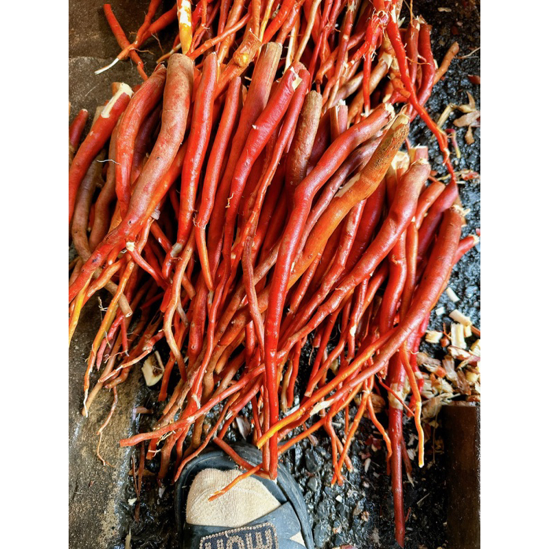 Sâm cau đỏ tươi rừng Tây Bắc – Củ dài đỏ -Già Thơm 1 kg