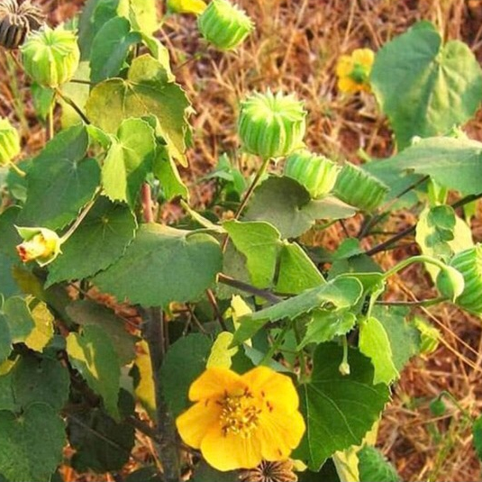 cây cối xay hỗ trợ táo bón