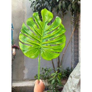 Cành lá rùa ( Lá rách , monstera ) size đại 30cm - Cành lá giả decor