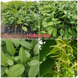 5 Cây giống hoa Hoàng Lan, Lan Vàng, Lan Công chúa