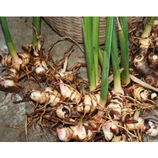 Cây riềng siêu củ.loại riềng thơm.5 cây giống | Shopee Việt Nam