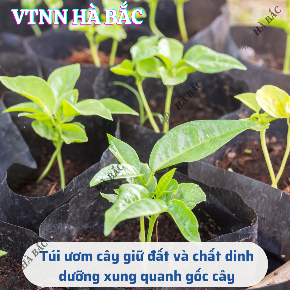 Túi Ươm Cây Giống, Bọc Bầu Ươm NiLon Đen, Đủ Các Kích Thước (5x11, 6x12,...,25x40) - [BÁN LẠNG]