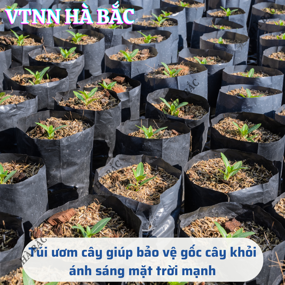 Túi Ươm Cây Giống, Bọc Bầu Ươm NiLon Đen, Đủ Các Kích Thước (5x11, 6x12,...,25x40) - [BÁN LẠNG]