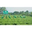 Trà Tân Cương Tước Thiệt 200gram