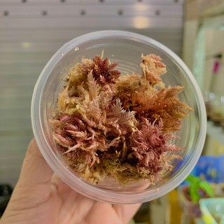 Dớn tươi Sphagnum , dớn xanh và dớn đỏ chơi tiểu cảnh, terrarium,bán cạn, dòng cây bắt mồi hay hoa lan