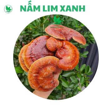 ✅Nấm Lim Xanh Rừng Tự Nhiên Hỗ Trợ Điều Trị U.ng t.h.ư, Hỗ trợ Điều Hòa Huyết Áp, Tăng Cường Sức Khỏe