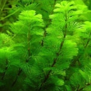 10nhánh cây la hán xanh 18k cây thủy sinh bể cá cảnh