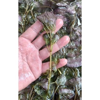 10 nhánh rong La Hán Đỏ thủy sinh 18k