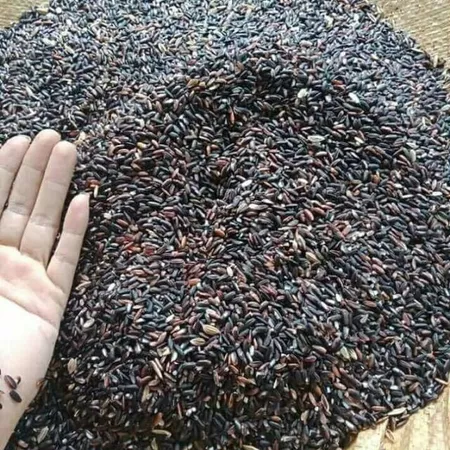 1KG gạo nếp than _ gạo nếp cẩm (nếp tím, nếp đen)