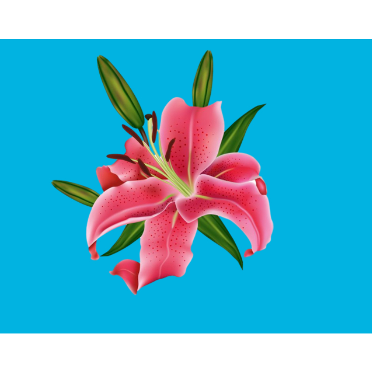Hình ỦI ÉP NHIỆT-HÌNH HOA ỦI ÁO -ủi trực tiếp tại nhà bằng bàn ủi(THEO YÊU CẦU IN BOX SHOP) Gía khuyến mãi