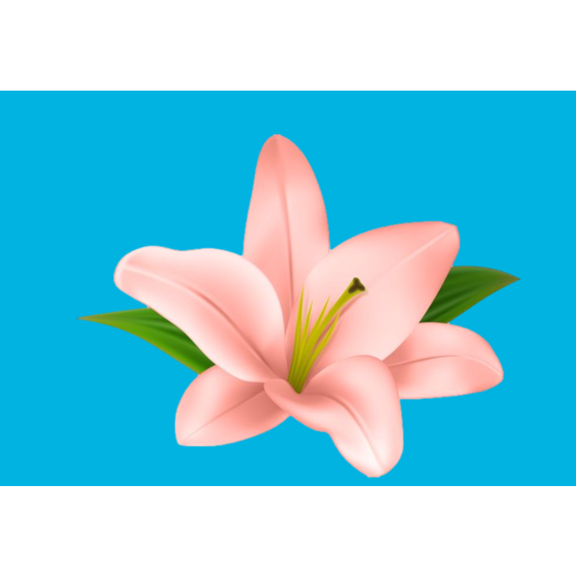 Hình ủi áo -HÌNH HOA ỦI ÁO-ủi trực tiếp tại nhà bằng bàn ủi(THEO YÊU CẦU IN BOX SHOP) Gía khuyến mãi