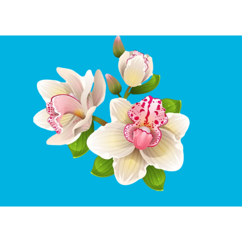 Hình ủi ép  áo hình hoa áo-ủi trực tiếp lên áo bằng bàn ủi(THEO YÊU CẦU IN BOX SHOP) Gí khuyến mãi