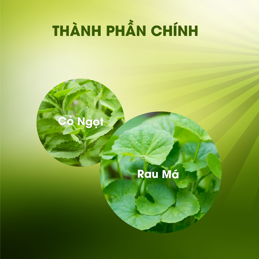 COMBO 3 HỘP RAU MÁ HOÀNG THẢO MỘC