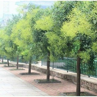 Hoa Hoè Lai Châu [ Thơm Ngon Ngọt ] Tốt Cho Sức Khoẻ