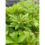 Cây giống Sala, Thala - Ngọc Kỳ Lân (mua 10 tặng 1)