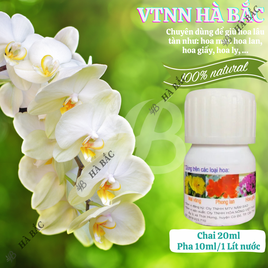 Chất Chống Rụng Cánh Hoa Mai – Đại Học Cần Thơ - Giúp Hoa Mai Lâu Tàn Sau Khi Nở Hoa (Hũ 20ml)