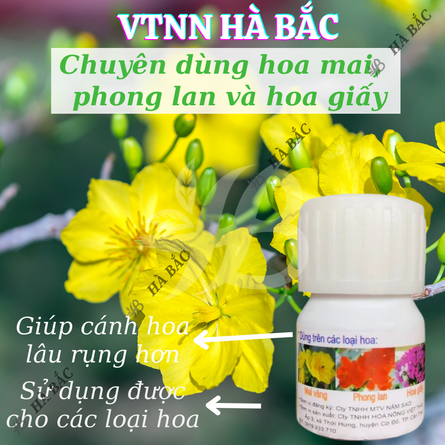 Chất Chống Rụng Cánh Hoa Mai – Đại Học Cần Thơ - Giúp Hoa Mai Lâu Tàn Sau Khi Nở Hoa (Hũ 20ml)