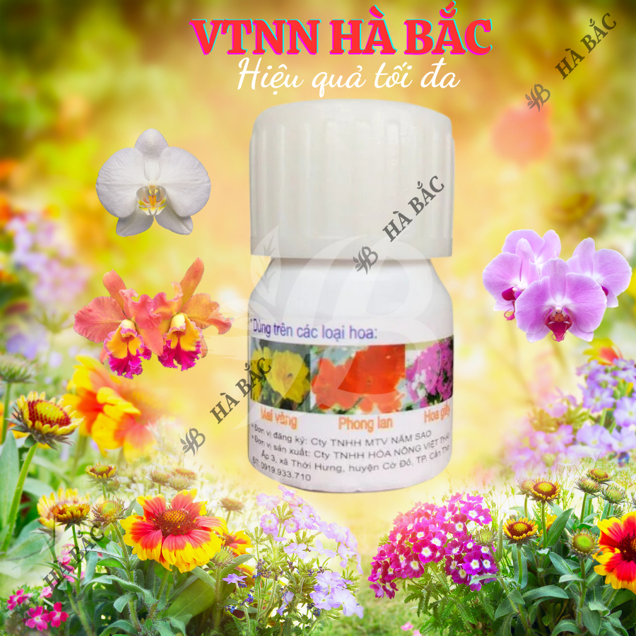 Chất Chống Rụng Cánh Hoa Mai – Đại Học Cần Thơ - Giúp Hoa Mai Lâu Tàn Sau Khi Nở Hoa (Hũ 20ml)
