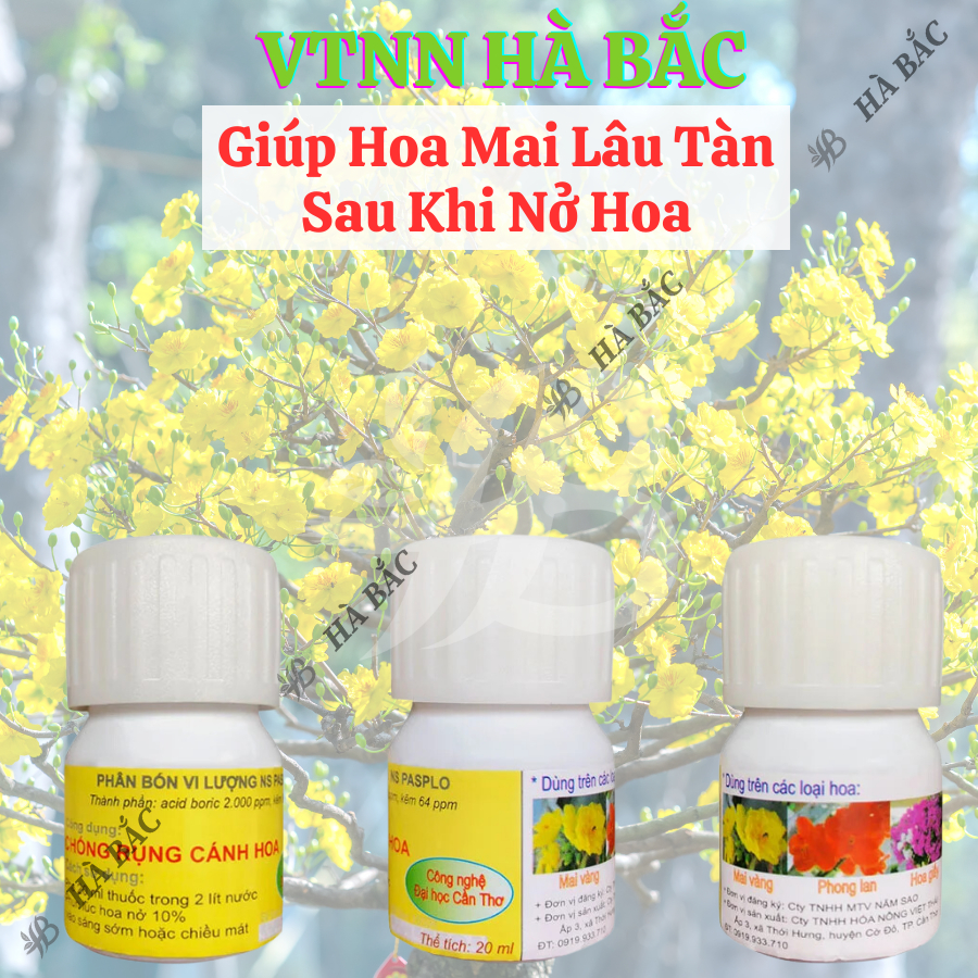 Chất Chống Rụng Cánh Hoa Mai – Đại Học Cần Thơ - Giúp Hoa Mai Lâu Tàn Sau Khi Nở Hoa (Hũ 20ml)