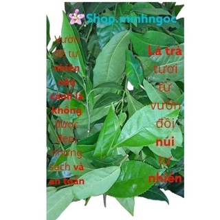 Lá chè xanh Thái Nguyên tươi .